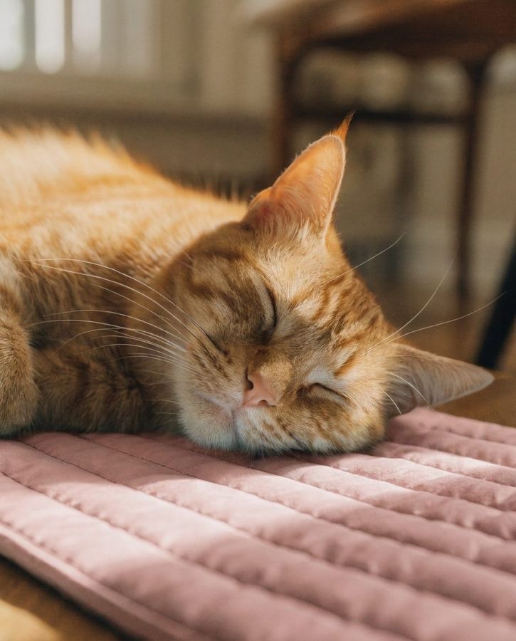Calivo CoolMat - Cooling Mat for Dogs & Cats