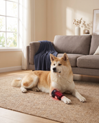 Senior Akita resting in a living room with the SteadyStep Red Light Therapy Wrap strapped around its front leg