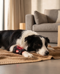 SteadyStep Red Light Therapy Wrap for Dogs