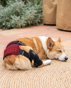 Corgi relaxing on a patio with the SteadyStep Red Light Therapy Wrap strapped around its hip