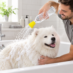 Rinsing a Samoyed in the bath