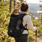 Black backpack - hiker on a forest trail with a beagle in the black backpack