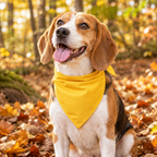 Beagle on a woodland walk wearing a yellow dog bandana