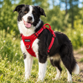 Red - border collie wearing the reflective dog harness