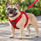 Red - small dog wearing the harness